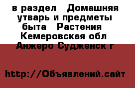  в раздел : Домашняя утварь и предметы быта » Растения . Кемеровская обл.,Анжеро-Судженск г.